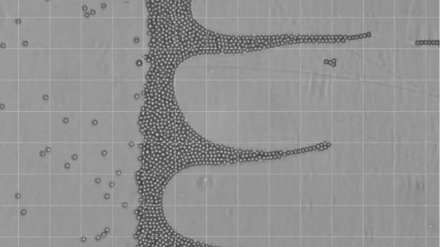 colloidal spheres at the ice water interface under a temperature gradient