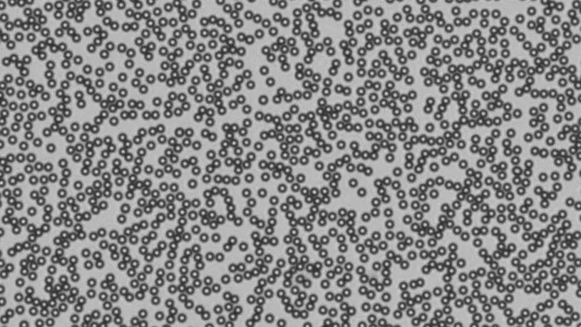 2D suspension of colloidal hard spheres
